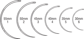 intestinal half circle